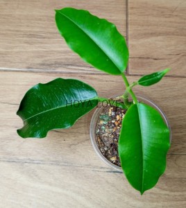 Hoya imperialis palawan