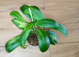  Hoya incrassata variegata moonshadow