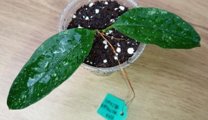 Hoya multiflora speckles