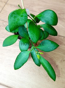 Hoya yellow sapphire