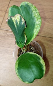 Hoya kerrii spot margin variegata