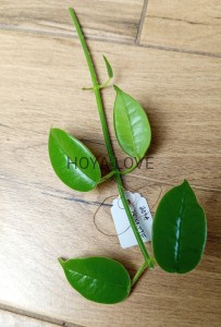 Hoya monette