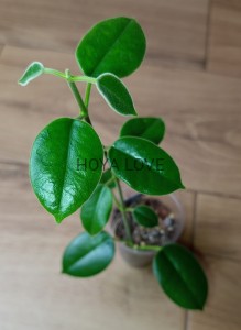 Hoya monette