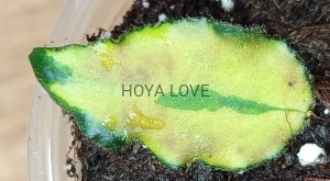 Hoya caudata variegata