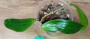 Hoya blashernaezii ssp. siariae red