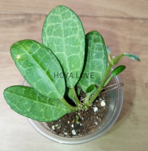 Hoya elliptica splash