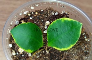Hoya heuschkeliana albomarginata