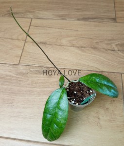 Hoya sp. kalsel