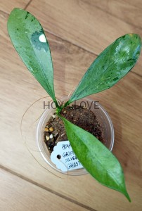 Hoya griffithii silver ghost
