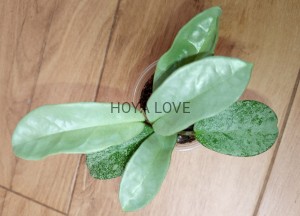 Hoya carnosa nova ghost (green form h. argentea princess)
