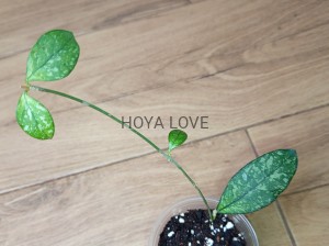 Hoya crassipetiolata splash