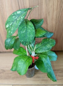 Hoya surprise