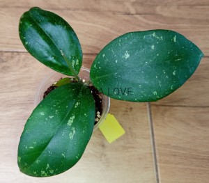 Hoya belladona