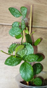 Hoya collina