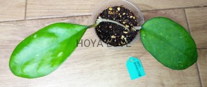 Hoya perfection