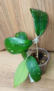 Hoya sp. nova honey pot