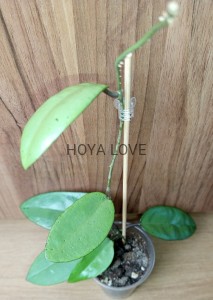 Hoya silver dollar