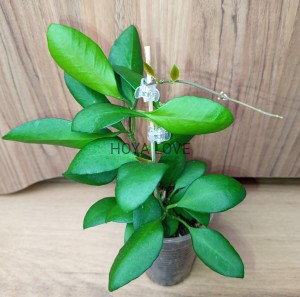 Hoya yellow sapphire