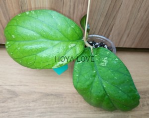 Hoya cv. elephant AH027