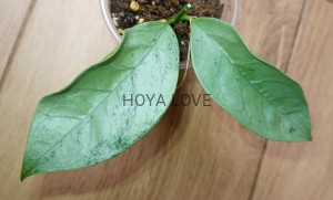  Hoya coriacea silver