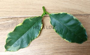 Hoya multiflora albomarginata