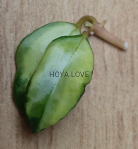 Hoya lacunosa bruno tricolor
