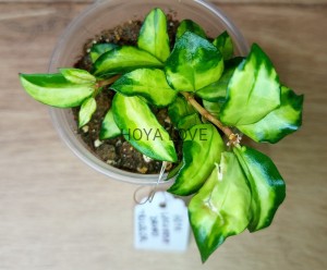 Hoya lacunosa bruno tricolor