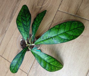 Hoya black tiger DB