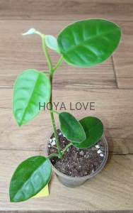 Hoya lauterbachii