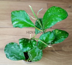 Hoya waymaniae cloudy sky