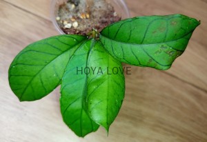 Hoya sp. gunung gading
