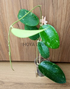 Hoya snow leopard