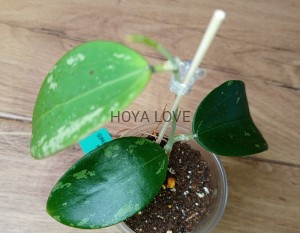 Hoya snow leopard