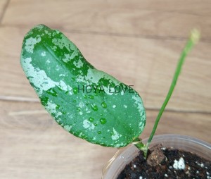 Hoya flagellata silver