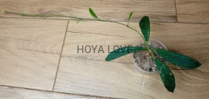 Hoya scortechinii UT 001