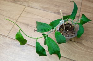 Hoya pimentaliana= cygayanensis