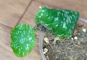 Hoya imbricata