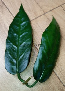 Hoya seanie (archboldiana x onychoides) 