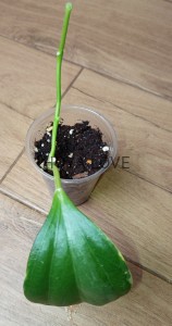 Hoya pachyclada albomarginata