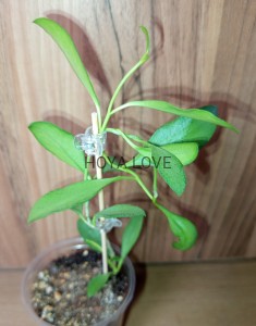 Hoya nummularioides silver