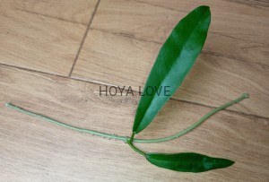  Hoya treubiana= meliflua ssp. fraterna