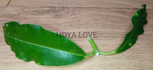 Hoya imperialis red
