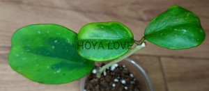 Hoya obovata amelia