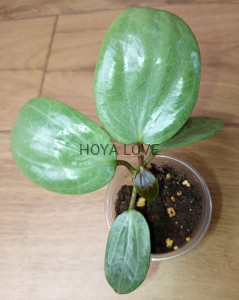 Hoya latifolia silver