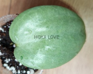 Hoya latifolia silver