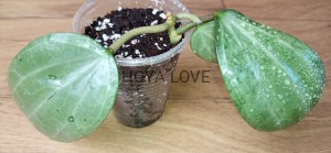 Hoya latifolia silver