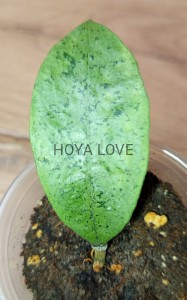 Hoya forbesii silver