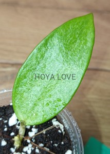 Hoya silver lady (XIAOJIE 003)