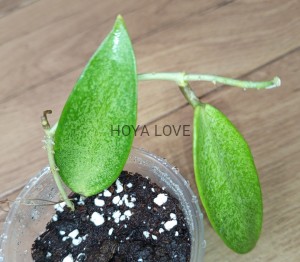Hoya silver lady (XIAOJIE 003)