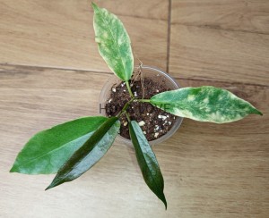 Hoya archboldiana variegata= rainforest beaty